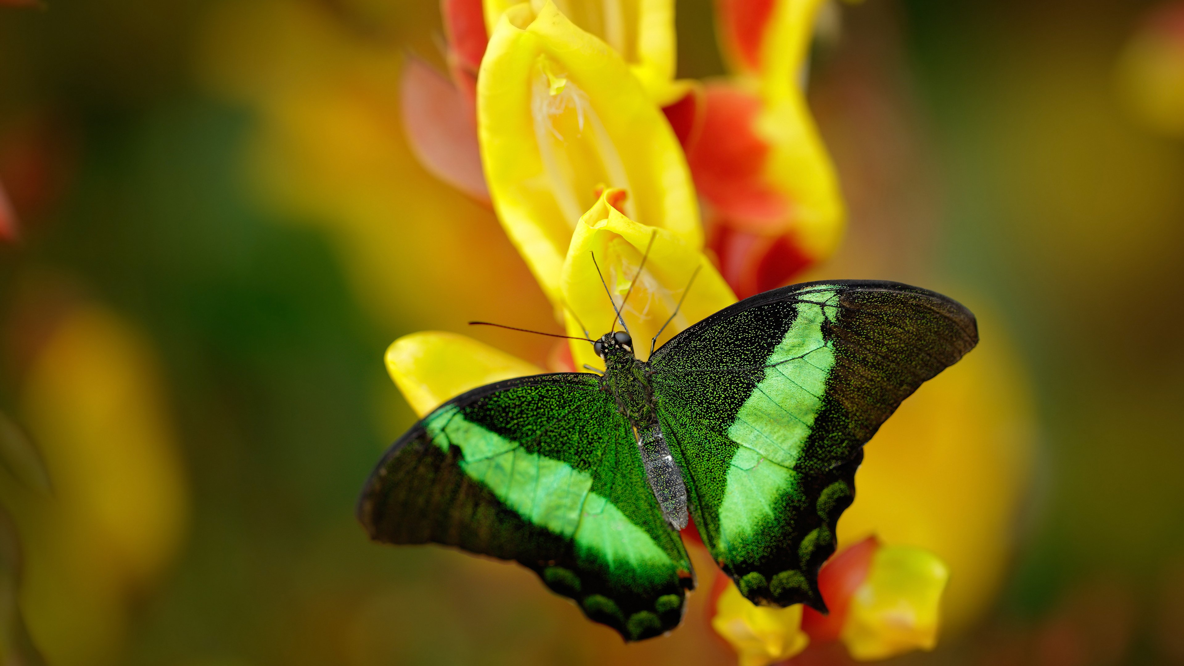 绝杀之夜!富安健洋11次对抗全胜,拉齐奥逆袭毕尔巴鄂的防守美学
